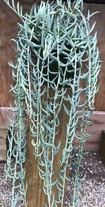 Senecio radicans 
